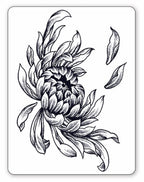 Japanese Chrysanthemum